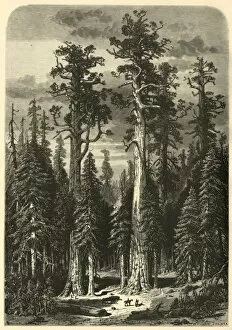 Sequoiadendron Giganteum Gallery: Big Trees - Mariposa Grove, 1872. Creator: John Filmer