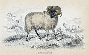 Images Dated 5th August 2005: Black Faced Ram, mid 19th century. Artist: William Home Lizars
