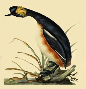 Black-Necked Grebe, c1795, (1942). Creator: Edward Donovan Black-Necked Grebe, c1795, (1942). Creator: Edward Donovan