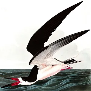 Black Skimmer or Shearwater, Rhincops Nigra, 1845 Black Skimmer or Shearwater, Rhincops Nigra, 1845