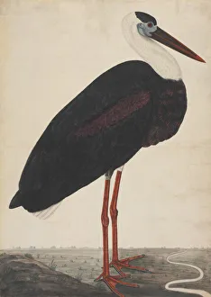 Black Stork in a Landscape, ca. 1780. Creator: Unknown Black Stork in a Landscape, ca. 1780. Creator: Unknown