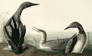 Black-throated Diver, Colymbus Arcticus, 1845 Black-throated Diver, Colymbus Arcticus, 1845