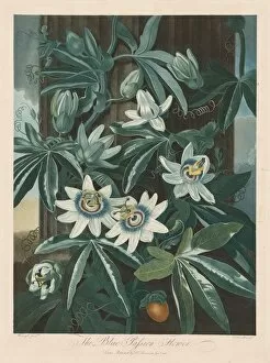 Stipple Collection: The Blue Passion-flower, 1799-1807. Creator: Robert John Thornton (British, 1768-1837)