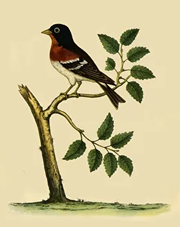 Brambling, 1738, (1942). Creator: Eleazar Albin Brambling, 1738, (1942). Creator: Eleazar Albin