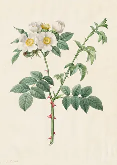 Brier Bush Rose or Dog Rose (Rosa Leucantha), 1817-1824. Creator: Henry Joseph Redouté Brier Bush Rose or Dog Rose (Rosa Leucantha), 1817-1824. Creator: Henry Joseph Redouté