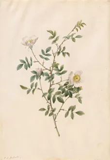 Brier Bush Rose or Dog Rose (Rosa Sepium Rosea), 1817-1824 Brier Bush Rose or Dog Rose (Rosa Sepium Rosea), 1817-1824