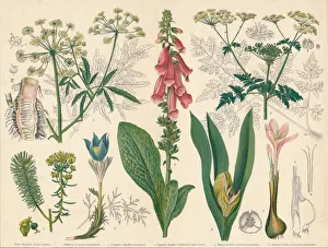 British Poisonous Plants, mid-late 19th century. Creator: Cassell & Co British Poisonous Plants, mid-late 19th century. Creator: Cassell & Co