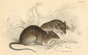 Brown rat (Rattus rattus), 1828 Brown rat (Rattus rattus), 1828