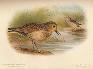 Sandpipers Gallery: 