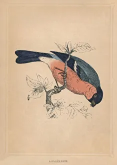 Bullfinch, (Pyrrhula pyrrhula), c1850, (1856) Bullfinch, (Pyrrhula pyrrhula), c1850, (1856)