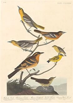 Baltimore Oriole Gallery: Bullocks Oriole, Baltimore Oriole, Mexican Goldfinch and Varied Thrush, 1838