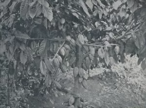 Cash Crop Gallery: Cacao Tree, 1924. Artist: J.S Fry & Sons