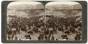 Cattle market day, in the lower pool of Gihon, Valley of Hinnom, Jerusalem, Palestine Cattle market day, in the lower pool of Gihon, Valley of Hinnom, Jerusalem, Palestine