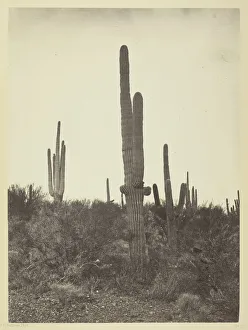 Cereus giganteus, Arizona, 1871. Creator: Tim O'Sullivan Cereus giganteus, Arizona, 1871. Creator: Tim O'Sullivan
