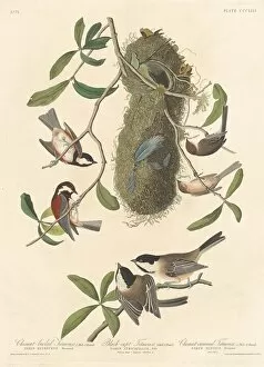 Black Capped Chickadee Collection: Chestnut-backed Titmouse, Black-capped Titmouse and Chestnut-crowned Titmouse, 1837