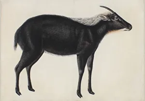 A Chinese Serow (Capricornis milneedwardsi argyrochaetes), ca. 1800. Creator: Unknown A Chinese Serow (Capricornis milneedwardsi argyrochaetes), ca. 1800. Creator: Unknown