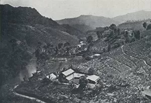 Cash Crop Gallery: Cingalese Tea Plantation, 1924