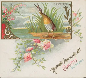 Clapper Rail, from the Game Birds series (N40) for Allen & Ginter Cigarettes, 1888-90 Clapper Rail, from the Game Birds series (N40) for Allen & Ginter Cigarettes, 1888-90