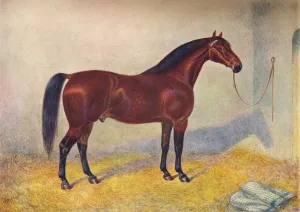 Cleveland Bay stallion Sultan, c1902 (c1910). Artist: Frank Babbage Cleveland Bay stallion Sultan, c1902 (c1910). Artist: Frank Babbage