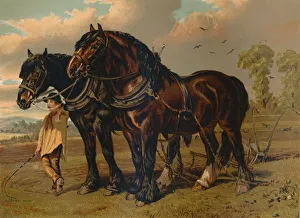 Clydesdale Stallion & Mare, c1879. Creator: Unknown Clydesdale Stallion & Mare, c1879. Creator: Unknown