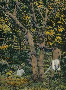 Cocoa in full bearing, Trinidad and Tobago, c1914. Creator: Unknown Cocoa in full bearing, Trinidad and Tobago, c1914. Creator: Unknown