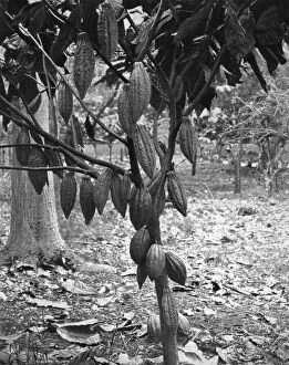 Cocoa tree, Jamaica, c1905.Artist: Adolphe Duperly & Son