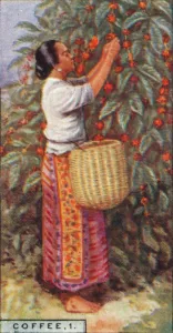 Cash Crop Gallery: Coffee, 1. - Gathering the Berries, East Indies, 1928