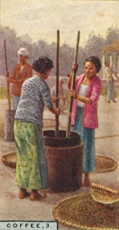 Cash Crop Gallery: Coffee, 3. Hulling the Beans, Java, 1928