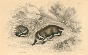 Common or Eurasian badger (Meles meles), 1828 Common or Eurasian badger (Meles meles), 1828