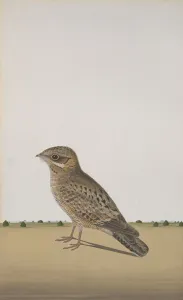 A Common Indian Nightjar (Caprimulgus asiaticus), ca. 1780. Creator: Unknown