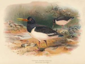 Common Oyster-Catcher (Haematopus ostralegus), 1900, (1900). Artist: Charles Whymper Common Oyster-Catcher (Haematopus ostralegus), 1900, (1900). Artist: Charles Whymper