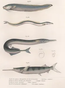 Common snake fish. Common sand eel. Common Hornhecht. Brazilian halfbeak, c.1850s Common snake fish. Common sand eel. Common Hornhecht. Brazilian halfbeak, c.1850s