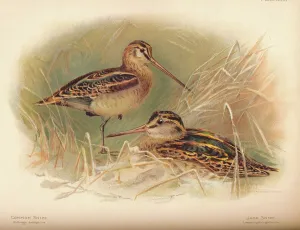 Common Snipe (Gallinago scolopacina), Jack Snipe (Limnocryptes gallinula), 1900, (1900) Common Snipe (Gallinago scolopacina), Jack Snipe (Limnocryptes gallinula), 1900, (1900)