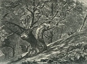 At Coney Hill, Hayes Common, Kent, c1870 At Coney Hill, Hayes Common, Kent, c1870