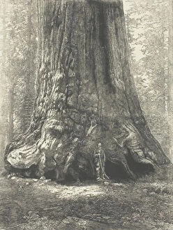 Sequoiadendron Giganteum Gallery: Copy of Carleton Watkins 'Galen Clark Before the Grizzly Giant', c. 1863