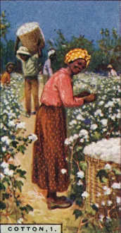 Cash Crop Gallery: Cotton, 1. - Picking Seed Cotton, W. Indies, 1928