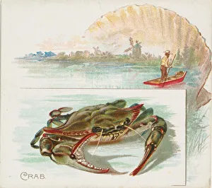 Crab, from Fish from American Waters series (N39) for Allen & Ginter Cigarettes, 1889 Crab, from Fish from American Waters series (N39) for Allen & Ginter Cigarettes, 1889
