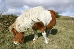 Dartmoor Pony, Dartmoor, Devon Dartmoor Pony, Dartmoor, Devon