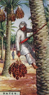 Cash Crop Gallery: Dates. - Gathering the Fruit, N. Africa, 1928