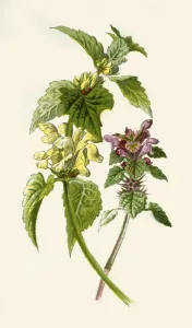 Biochemistry Gallery: Dead-Nettle - Red & White, 1877. Creator: Frederick Edward Hulme