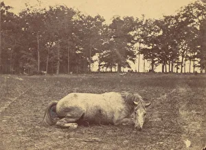 Is This Death - Antietam Battlefield, September 1862, 1862. Creator: Alexander Gardner Is This Death - Antietam Battlefield, September 1862, 1862. Creator: Alexander Gardner