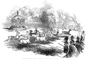 The Deer Shooting at Gotha - deer breaking through the chasseurs and keepers, 1845 The Deer Shooting at Gotha - deer breaking through the chasseurs and keepers, 1845