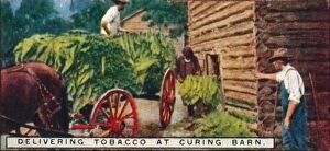 Delivering Tobacco at Curing Barn, 1926
