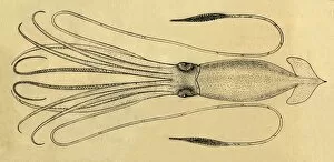 Scribner And Co Gallery: A Diagram of the Giant Squid, 1881. Creator: Unknown