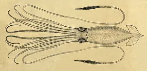 A Diagram of the Giant Squid, 1881. Creator: Unknown A Diagram of the Giant Squid, 1881. Creator: Unknown