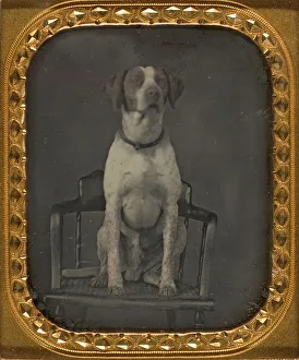 Dog Posing for Portrait in Photographers Studio Chair, ca. 1855. Creator: Rufus Anson Dog Posing for Portrait in Photographers Studio Chair, ca. 1855. Creator: Rufus Anson