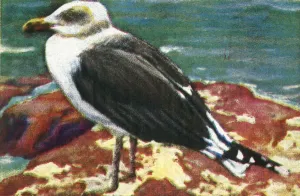 Dominican gull, c1928. Creator: Unknown Dominican gull, c1928. Creator: Unknown