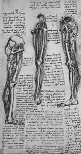 Drawings of a Left Leg Showing Bones and Tendons, c1480 (1945). Artist: Leonardo da Vinci Drawings of a Left Leg Showing Bones and Tendons, c1480 (1945). Artist: Leonardo da Vinci