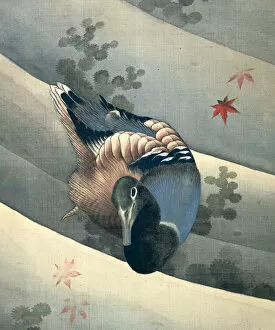 Hokusai Gallery: Duck Swimming in Water, 1847. Artist: Hokusai