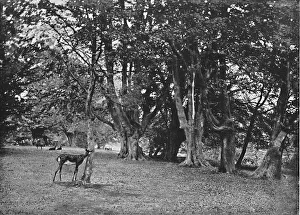 'Epping Forest: Beech Wood, Near High Beech', c1896. Artist: Christopher George Cutchey 'Epping Forest: Beech Wood, Near High Beech', c1896. Artist: Christopher George Cutchey